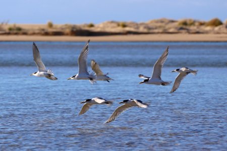 Crested terns photo