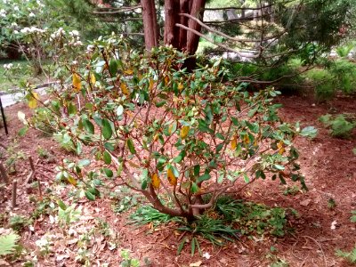 rhodo R5D form 3