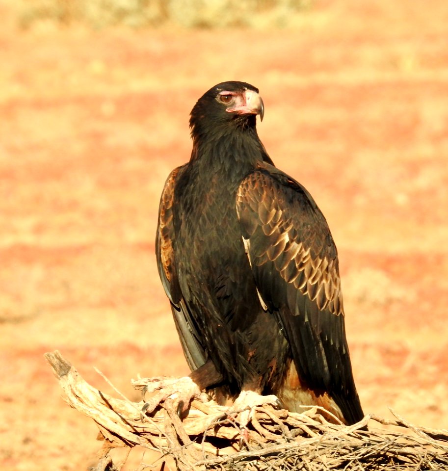 Wedge tailed eagle