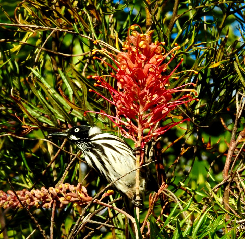 New Holland honeyeater