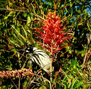 New Holland honeyeater