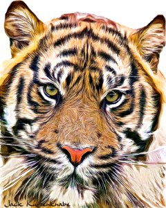 Tiger Eyes photo