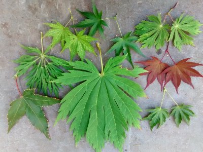 Acer all in the family