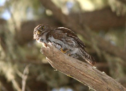 OWL, NORTHERN PYGMY (4-30-09) mdo -05