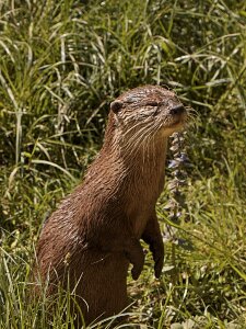 Animal animals fur
