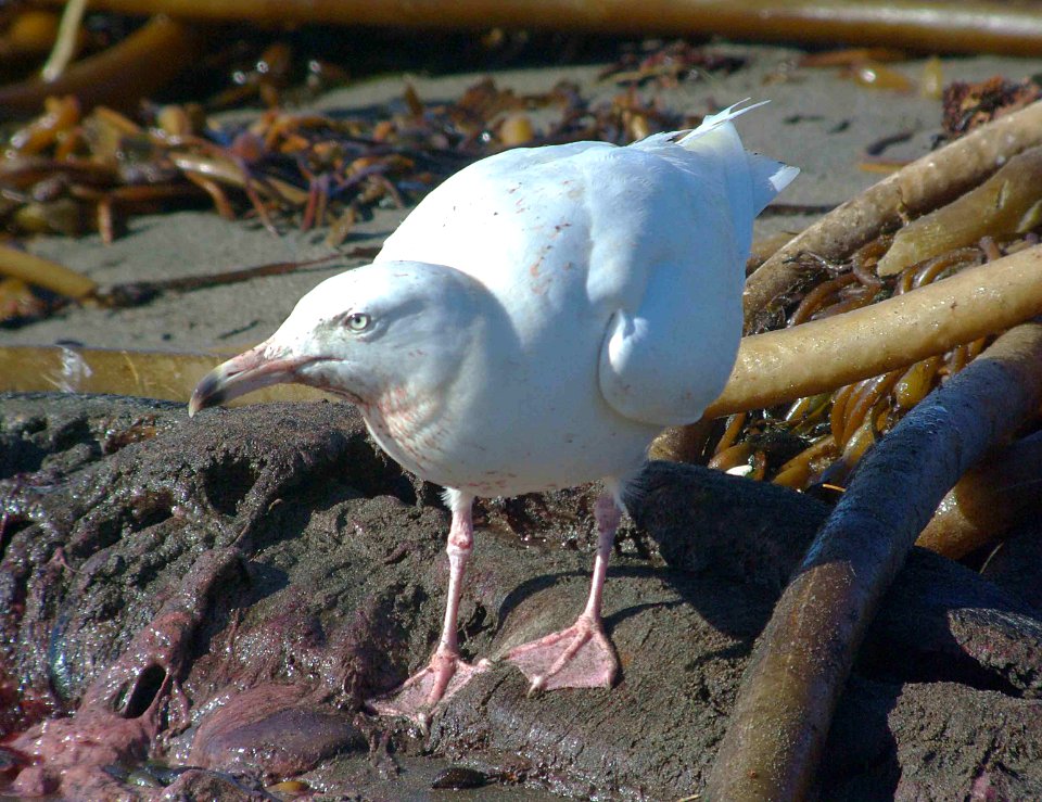GULL, GLAUCOUS (2-24-09) el seal overlook -03