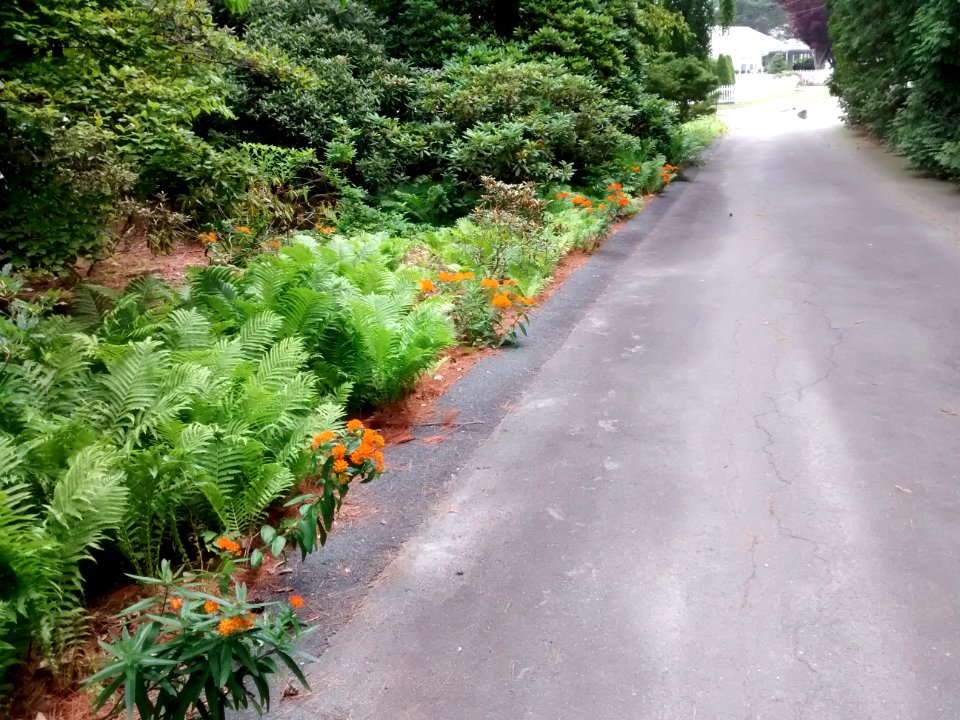 Asclepias tuberosa along driveway
