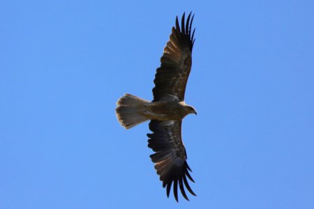 Whistling kite