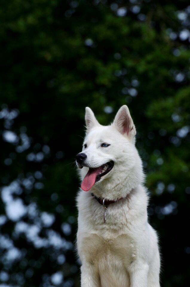 Sled dog dog blue eye
