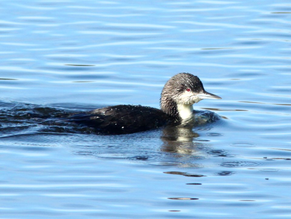 LOON, PACIFIC (1-5-10) oso flaco, slo co, ca -01
