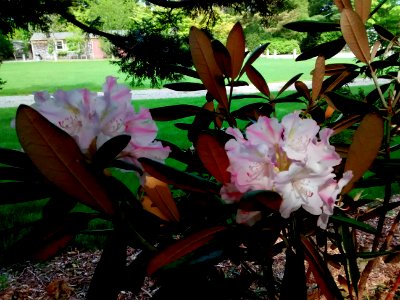 Rhodo R45A leaf underside and bloom