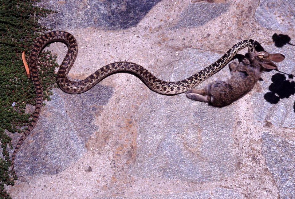 SNAKE, GOPHER (pituophis catenifer) (6-08) and cottontail, los osos, slo co, ca -01