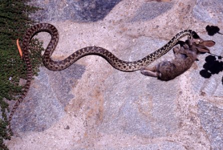 SNAKE, GOPHER (pituophis catenifer) (6-08) and cottontail, los osos, slo co, ca -01