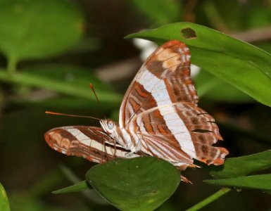 SISTER, BAND-CELLED (Adelpha fessonia) (10-27-2020) resaca de la palma, cameron co, tx -02