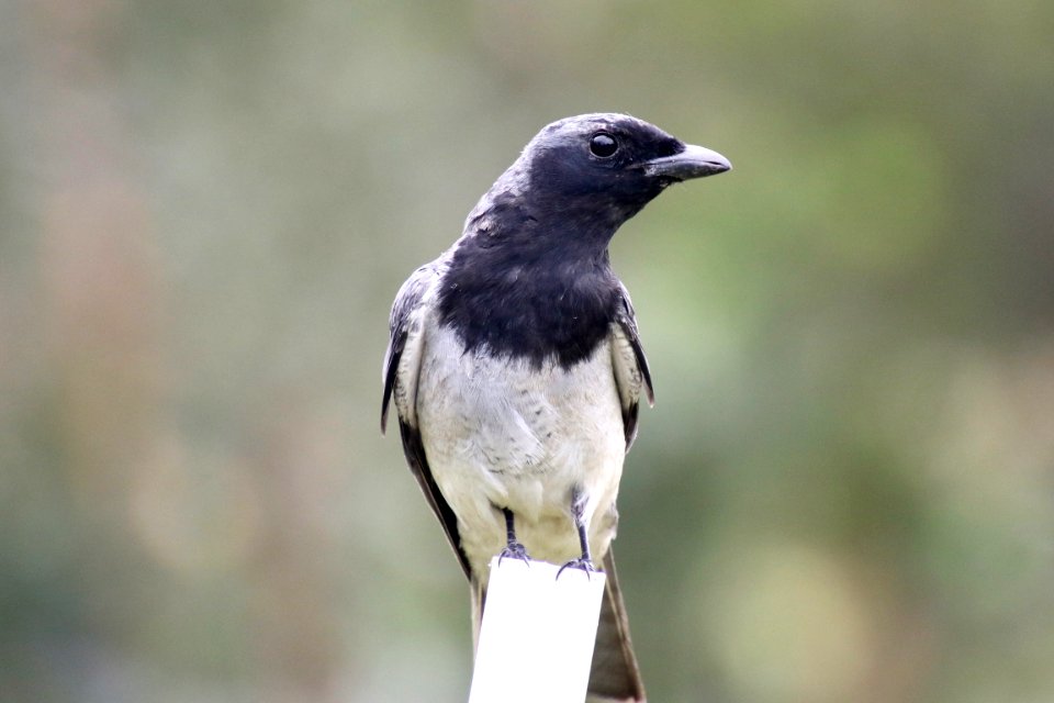 Blackfaced cuckooshrike