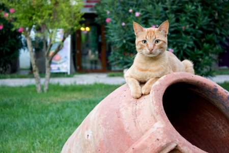 Neugierige Katze | Curious Cat