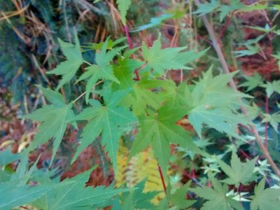 ACH15 D3 seedling