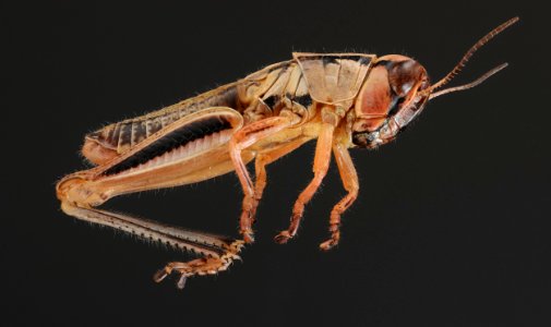 Phoetaliotes nebrascensis (side view)