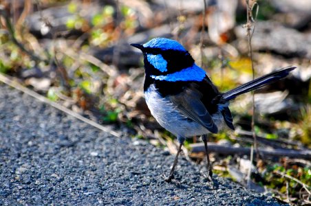 Blue wren
