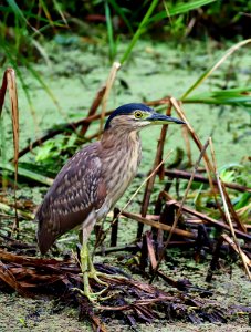Juvenile Nankeen Night-heron