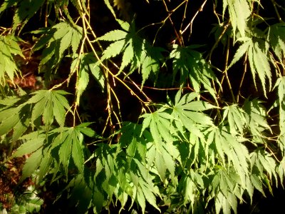 Acer 15 D 02