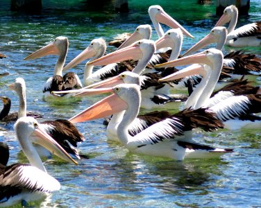 Pelicans