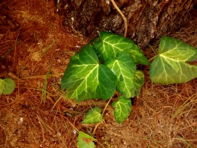 ivy on White Pine ACH04