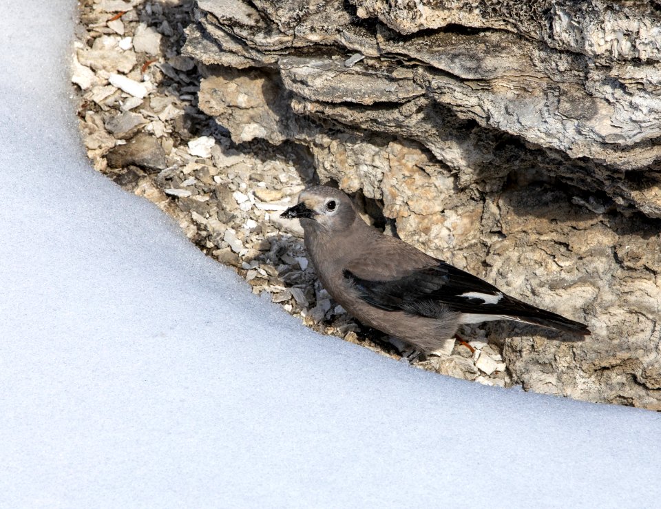 Clark's nutcracker at Mammoth Hot Springs