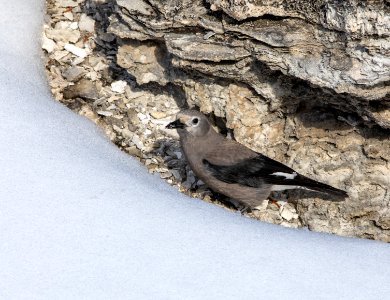 Clark's nutcracker at Mammoth Hot Springs
