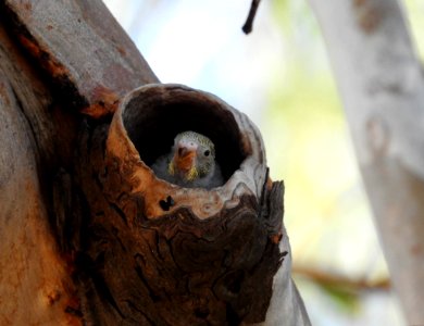 Budgerigar chick in a tree hollow