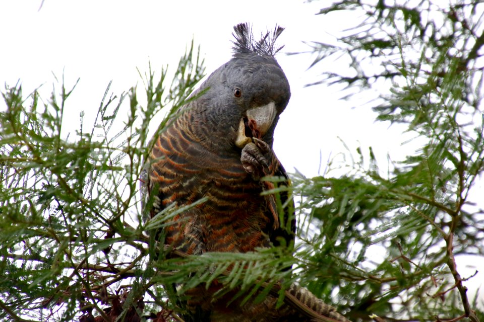 Female Gang-gang cockatoo