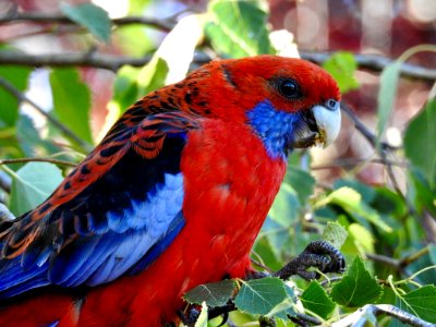 Crimson rosella