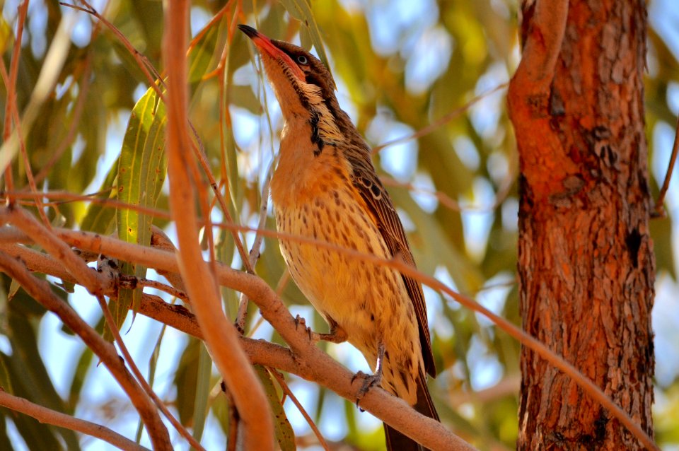 Spiny cheeked honeyeater