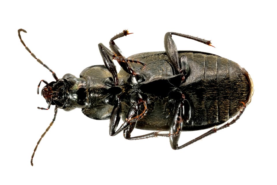 Chlaenis harpalinus (bottom view)