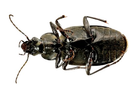 Chlaenis harpalinus (bottom view)