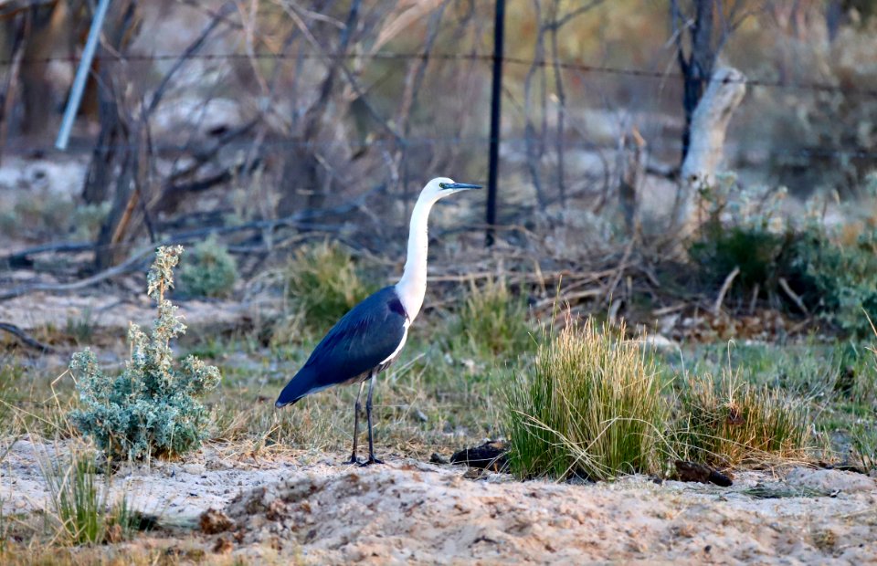 White-necked heron