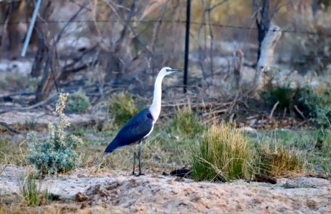 White-necked heron