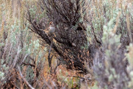 Female white-crowned sparrow (Zonotrichia leucophrys) photo