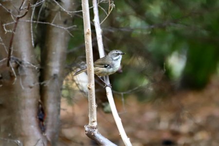 Whited-browed scrubwren