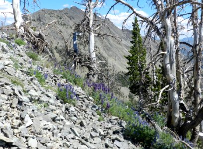 Avalanche Peak