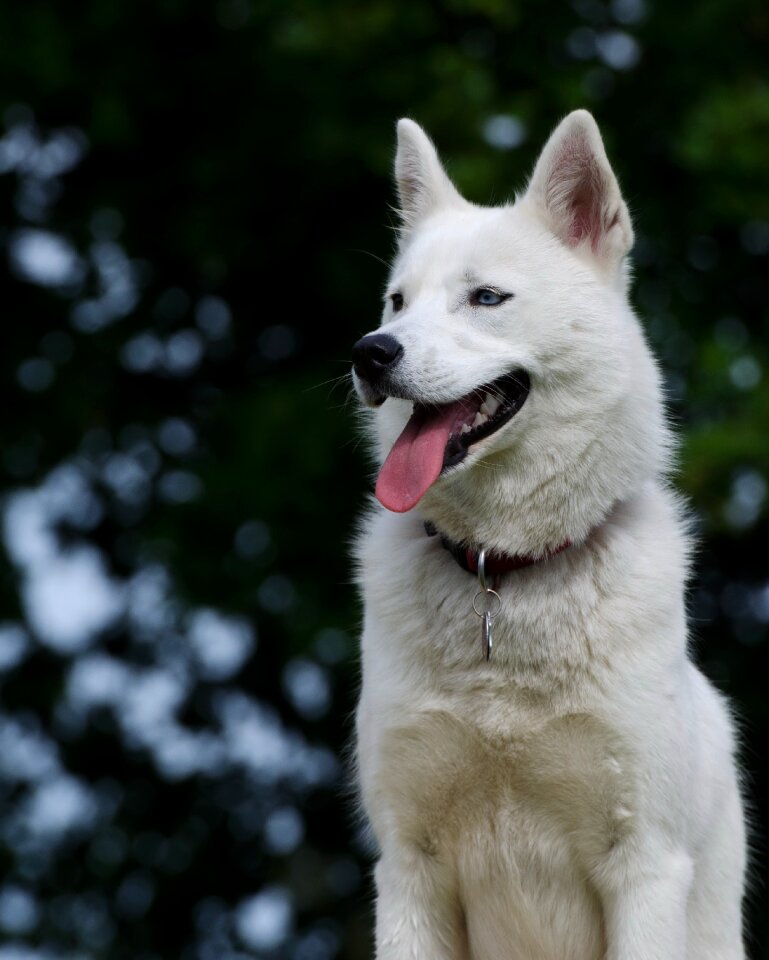 Sled dog dog blue eye