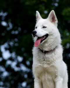 Sled dog dog blue eye