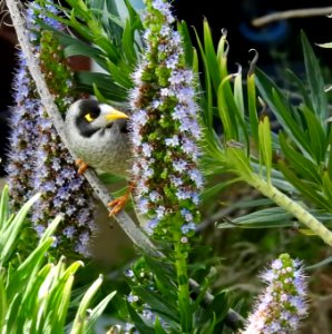Noisy miner honeyeater