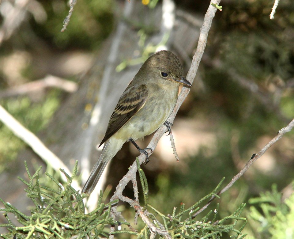 FLYCATCHER, WILLOW (9-21-09) cottonwood springs, carrizo n m , slo co, ca -02