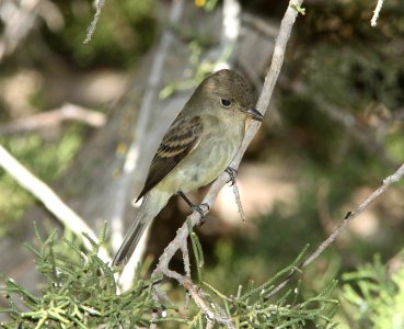 FLYCATCHER, WILLOW (9-21-09) cottonwood springs, carrizo n m , slo co, ca -02