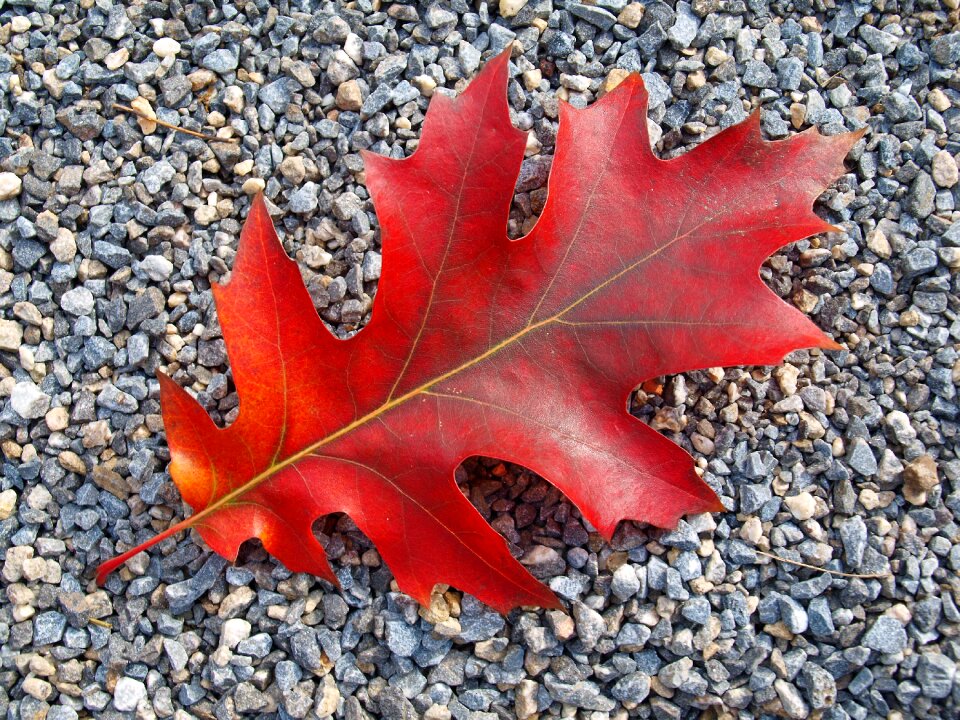 Leaves fall color red