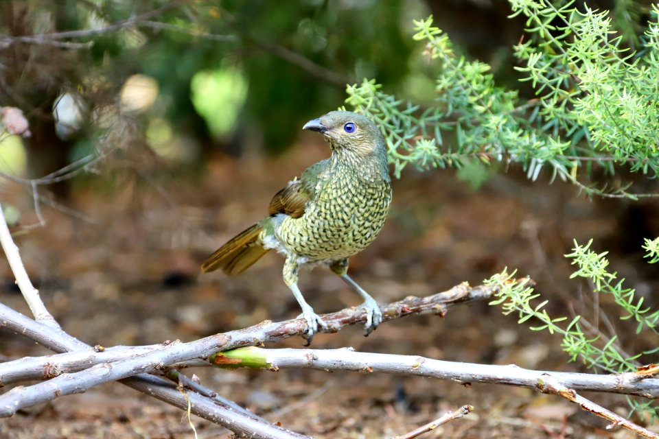 Female or juvenile satin bowerbird