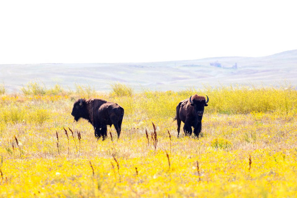 Yellowstone bison released at Ft. Peck Indian Reservation (5)