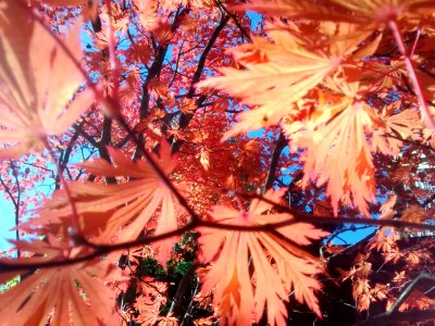 IMG 20151029 114218071