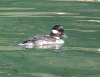 BUFFLEHEAD (3-25-09) fem -01 photo